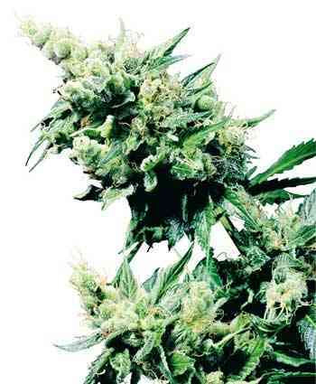 Hash Plant > Sensi Seeds | Graines Normal  |  Indica